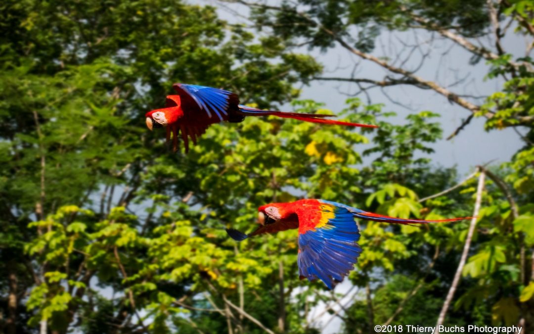 COSTA RICA – PURA VIDA