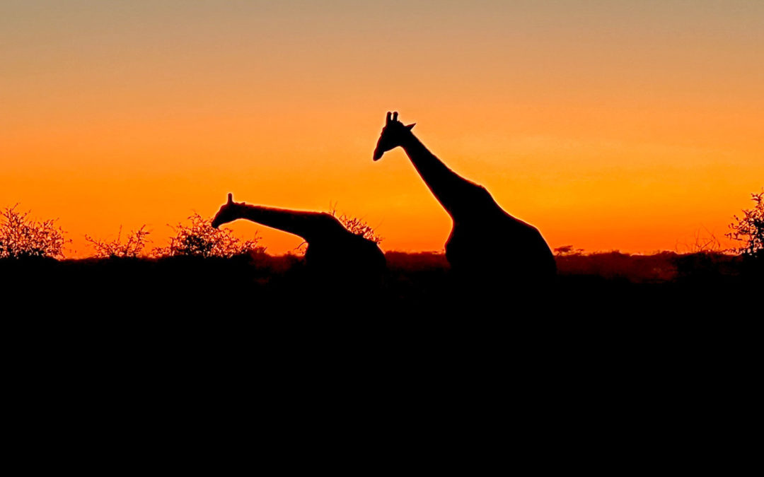 MADIKWE GAME RESERVE